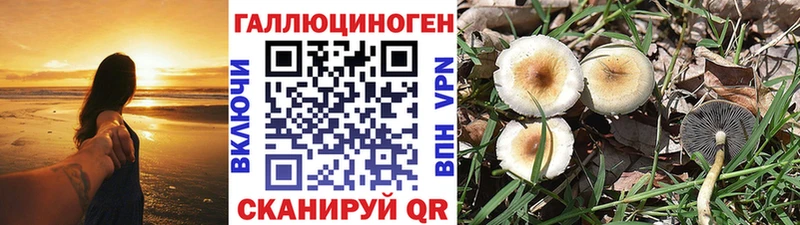 Псилоцибиновые грибы Psilocybe kraken tor Зеленодольск